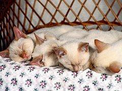 Slumbering Siamese